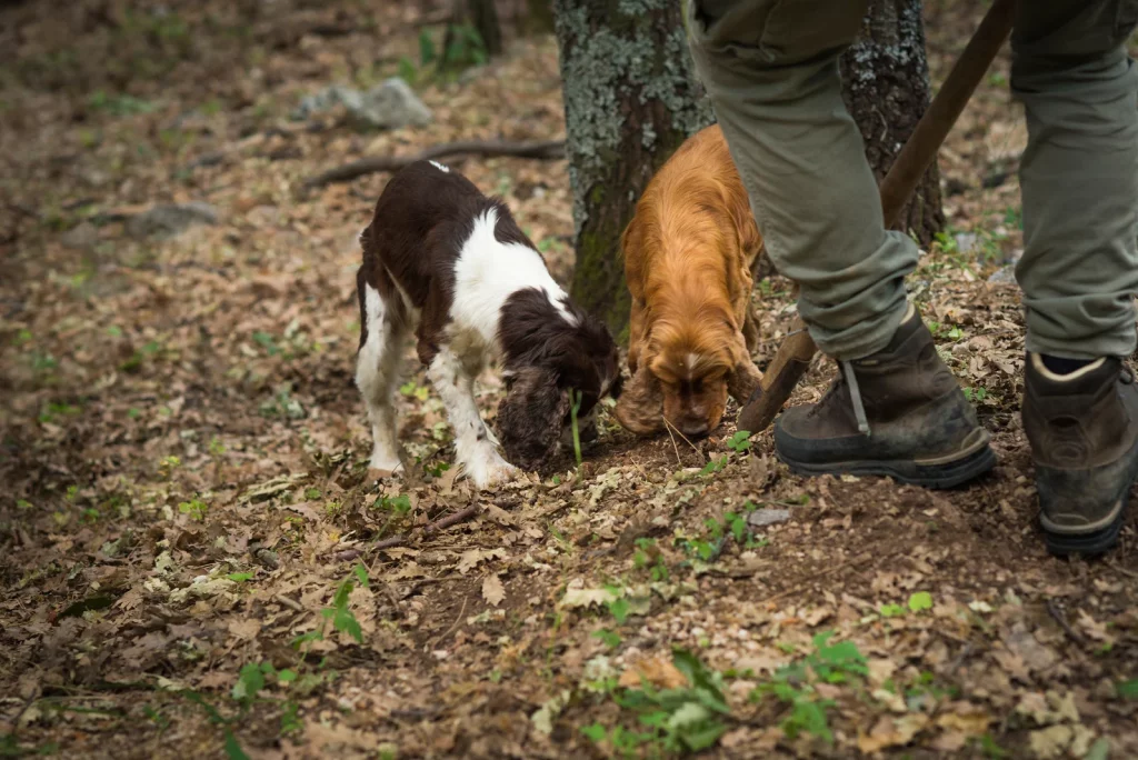 On the hunt for Umbrian flavors: truffles, oil and wine
